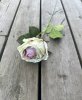 Vacker cream vit ros med rosa rodnad