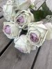 Vacker cream vit ros med rosa rodnad