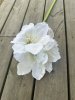 Vit stor amaryllis med lång stjälk
