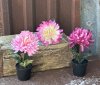 Rosa Krysantemum i kruka 