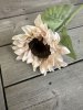 Solros i mjuk beige nyans med gröna blad
