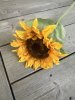 Solros i sol gul nyans med gröna blad
