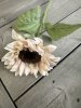 Solros i mjuk beige nyans med gröna blad