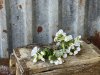 Vit äppelblom gren med blommor och blad
