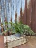 Grön Adiantum i kruka med flera spretiga blad