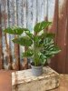 Stor grön Monstera i kruka