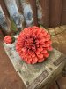 Vacker dahlia i orange nyans 