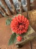 Vacker dahlia i orange nyans 