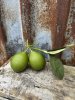 Lime kvist / gren med lime och gröna blad