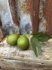 Lime kvist / gren med lime och gröna blad