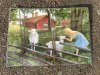 Bordstablett Kärt Möte vid gärdsgården från Sverigealmanackan