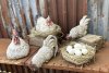 Höna och Tupp på kant att dekorera med