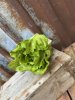 Sallad salladskål konstgjord att dekorera med