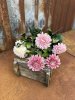 Chrysanthemum i mjuka nyanser och gröna blad 