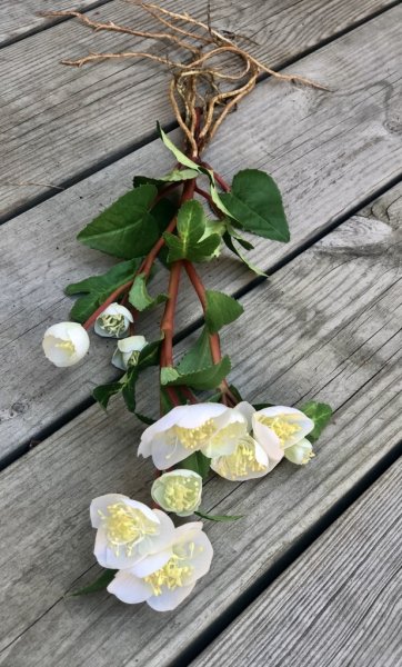 Vit julros med gröna blad. Välarbetad och vacker konstgjord modell att dekorera med. Mäter 54cm