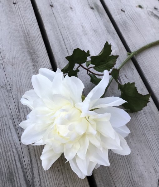 Vacker rosa/lila gammelrosa utslagen Dahlia med gröna blad. I fyllig fin modell som gör sig lika bra ensam som tillsammans med a