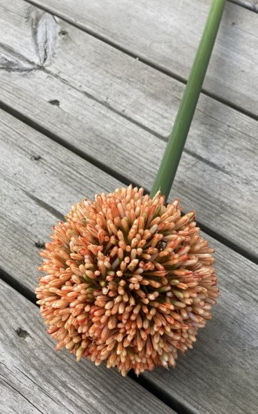 Stor höst orange Allium blomma, bollformad med grön stjälk. Välarbetad och vacker konstgjord blomma med verklighets känsla. Lika