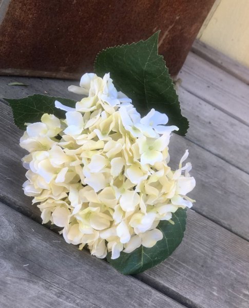 Hortensia i vit nyanser och gröna blad. Välarbetad och verklighetstrogen konstblomma. I kvist/gren modell om en blomma omgiven a