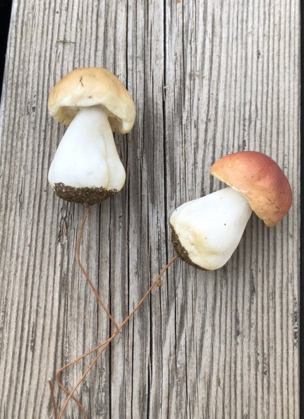 Små svampar karljohan svampar att dekorera, pynta och pyssla med . Välarbetade och verklighetstrogna i konstgjord modell. Finns