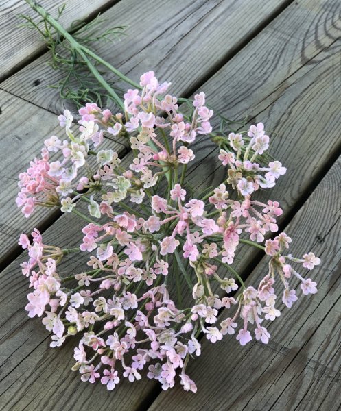 Vacker rosa Allium blomma i högre större utslagen modell. En vacker blomma som gör sig lika vacker ensam som till utfyllnad i en
