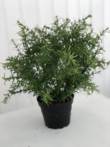 Rosmarin blomma/växt i kruka