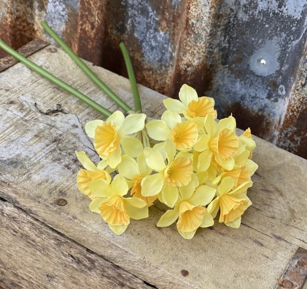 Vår vacker gul påsklilja /narciss med flera blommor. Blomman gör sig fint i en vas, i en bukett/arrangemang ensam eller tillsamm