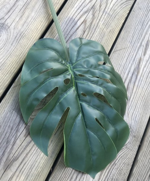 Stort grönt monsteria blad att dekorera med. Ha det i ett arrangemang tillsammans med andra blommor eller ensam i en glasflaska.