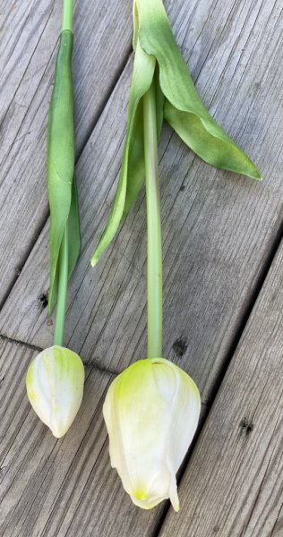 Vacker tulpan med gröna blad. Konstgjord modell med krispig verklighets känsla. Finns i två modeller och sex olika nyanser -Vi