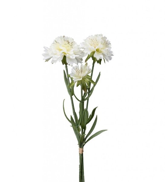 Scabiosa blomma i tre olika nyanser -Vit -Rosa -Lila En vacker sommar blomma som passar lika bra ensam i en vas som i en bukett