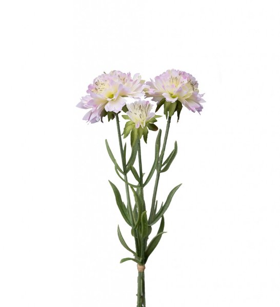 Scabiosa blomma i tre olika nyanser -Vit -Rosa -Lila En vacker sommar blomma som passar lika bra ensam i en vas som i en bukett