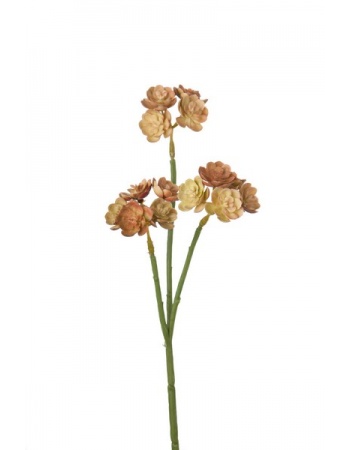 Echeveria kvist att dekorera med