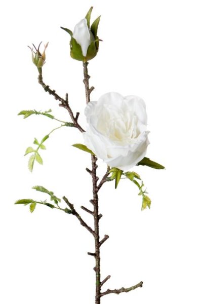 Vacker och romantisk vit rosen gren /kvist med en utslagen ros och två knoppar . Dekorerad med små ljusgröna blad. Välarbetad oc