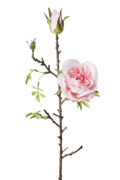 Vacker och romantisk rosa rosen gren /kvist med en utslagen ros och två knoppar . Dekorerad med små ljusgröna blad. Välarbetad o