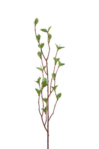 Konstgjord björk gren / kvist med små gröna blad som är påväg att slå ut . Att dekorera med i arrangemang, buketter, vid dukning