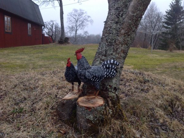 Stor tupp och höna i svart / vita nyanser