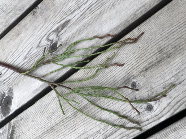 Konstgjord kvist för dekoration pynt och pyssel. Att fylla ut en blombukett med tex. Från Mr Plant Mäter 35cm Säljes per styck