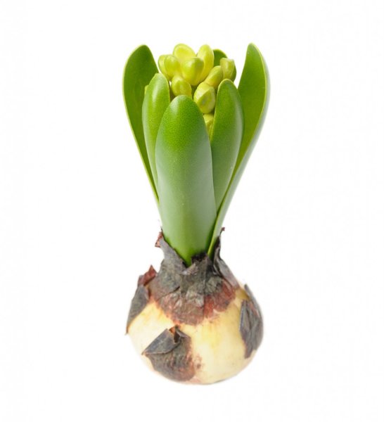 Hyacint lök med knopp och lök verklighetstrogen konstblomma att dekorera med ensam i en hyacintvas eller tillsamman med andra ko