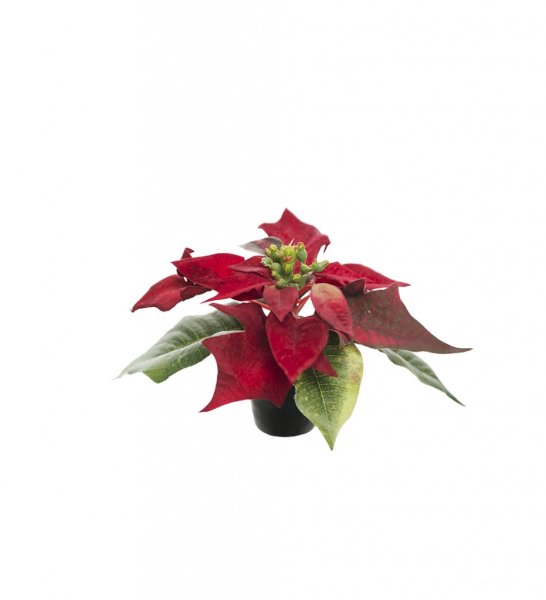 Vacker röd julstjärna i kruka mindre modell. Välarbetad och verklighetstrogen konstgjord modell i plastad innerkruka. Passande a