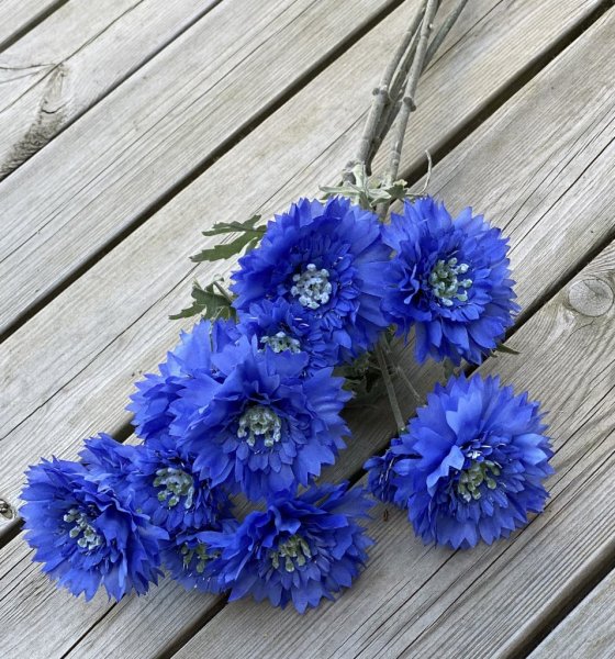 Blåklint vacker sommar blomma med flera större blommor, små blad och lång stjälk. Lika fin ensam som tillsammans med andra blomm