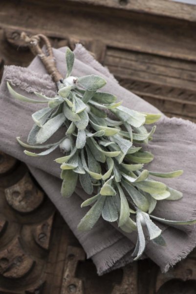 Mistel frost med gröna blad och vita bär. Vacker vinter modell med lätt frostad pudersnö. I liten bukett modell med snöre så man