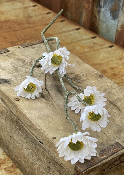 Prästkrage vit och gul sommar blomma i dova nyanser med gröna blad och lång stjälk. Lika fin ensam som tillsammans med andra blo