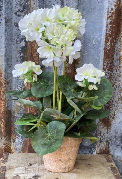 Verklighetstrogen konstgjord vit pelargon i kruka. I tät modell med många blommor och gröna blad. Krukan är designad att se gamm