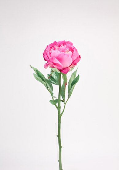 Vacker stor rosa pion med blad och långt skaft