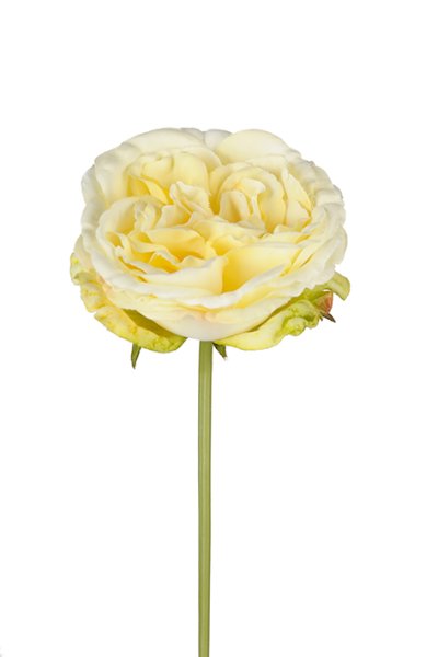 Gul utslagen ros med gröna blad
