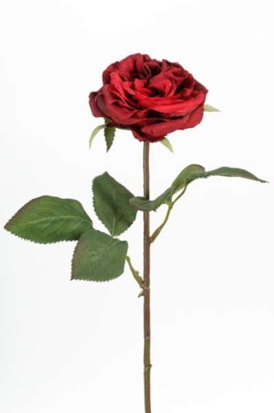 Vacker röd ros med gröna blad .Att dekorera med ensam i en vas eller tillsammans med flera i ett arrangemang eller i en bukett