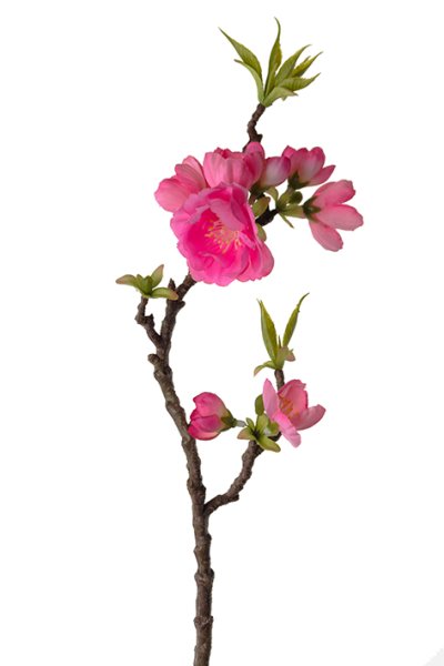 Rosa Äppelblom äppelgren med blommor