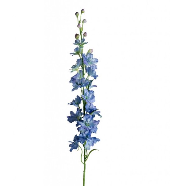 Vacker Delphinium blomma med flera mörk blå klockor och lång stjälk. Stilfull och elegant hög blomma som passar lika bra ensam