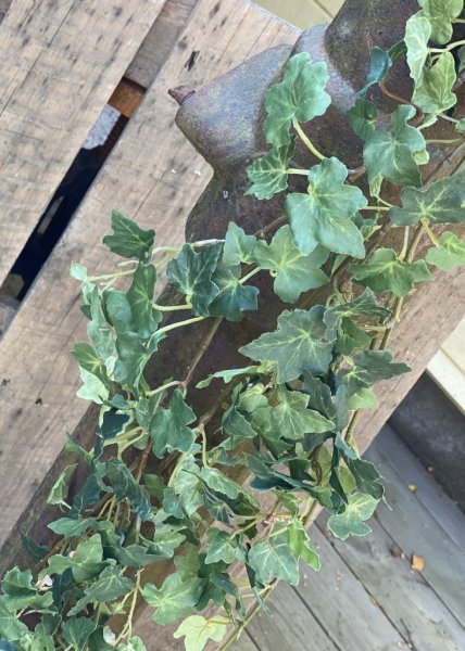 Vacker girlang med grön murgröna mixande med stora och små blad. Fler radig fyllig längre modell. Att dekorera med hängandes ell