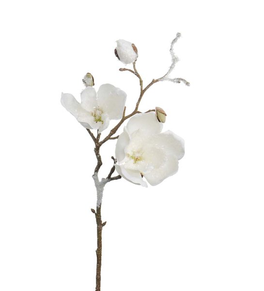 Magnolia vit med is kristaller