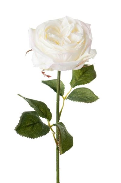 Vacker verklighetstrogen vit större utslagen ros med skaft och blad. I en mild romantisk rosa nyans. Att dekorera med ensam elle